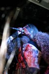 Turisas